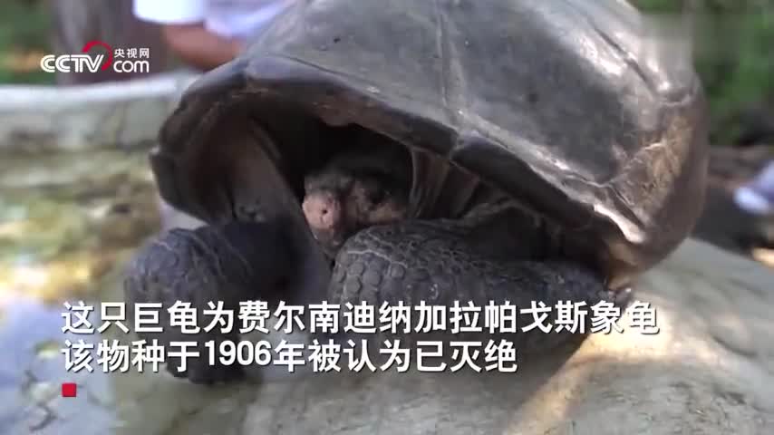 视频：罕见巨龟现身厄瓜多尔 消失110年被认为已