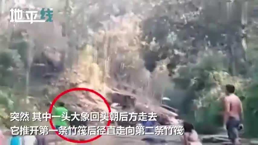 视频|大象陪游客漂流 突然猛掉头掀翻竹筏致数人瞬