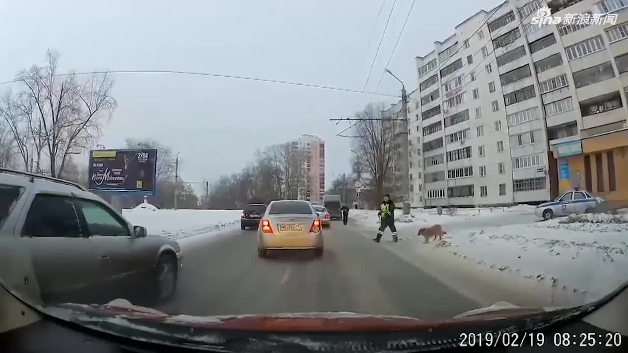 视频：在车流中为受伤狗开道 俄罗斯警察因暖心举动