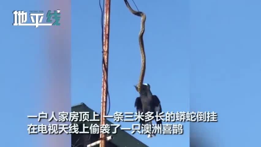 视频|3米长蟒蛇倒挂天线将喜鹊缠死 喜鹊发出绝望