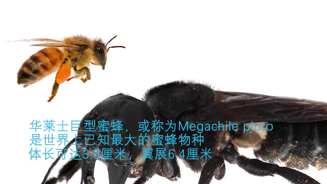 视频-时隔40年！印尼再次发现世界最大蜜蜂：华莱