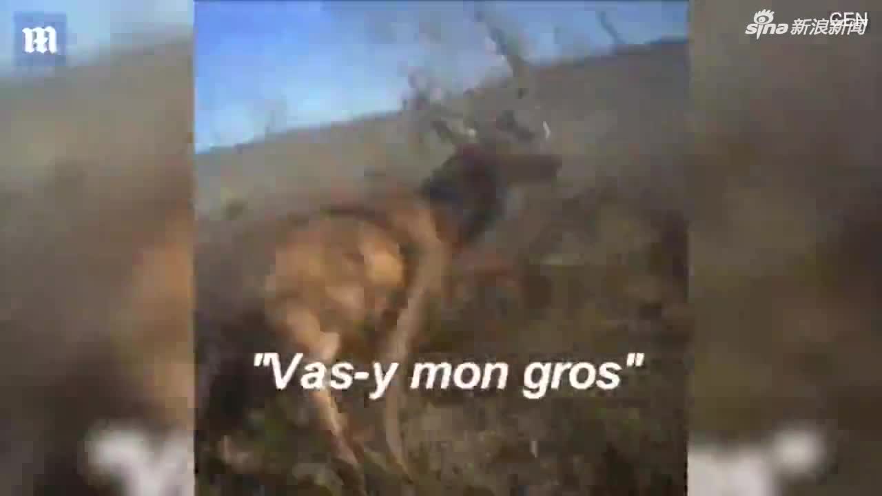 视频-法国动物保护人士保护牡鹿时 猎人向其开枪