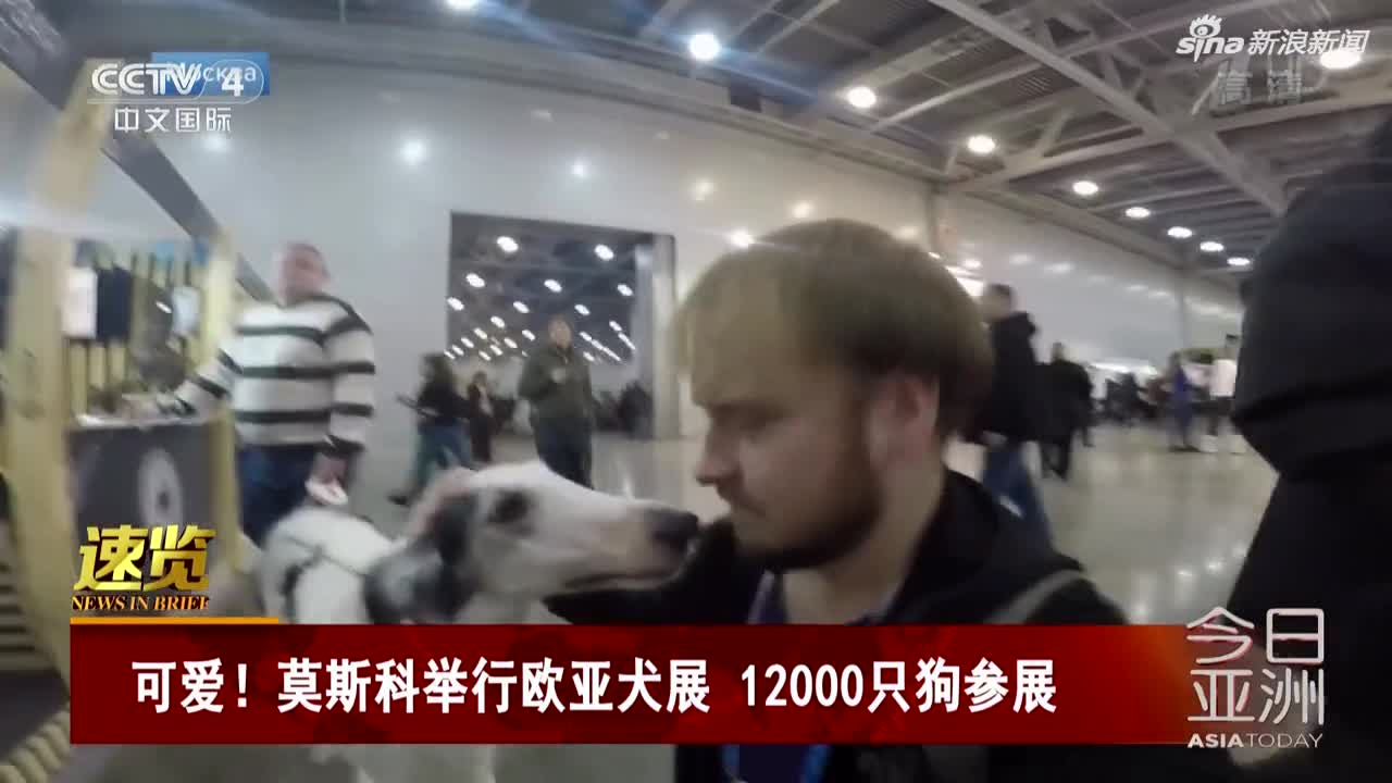 视频|莫斯科举行欧亚犬展 12000只萌犬拼完样