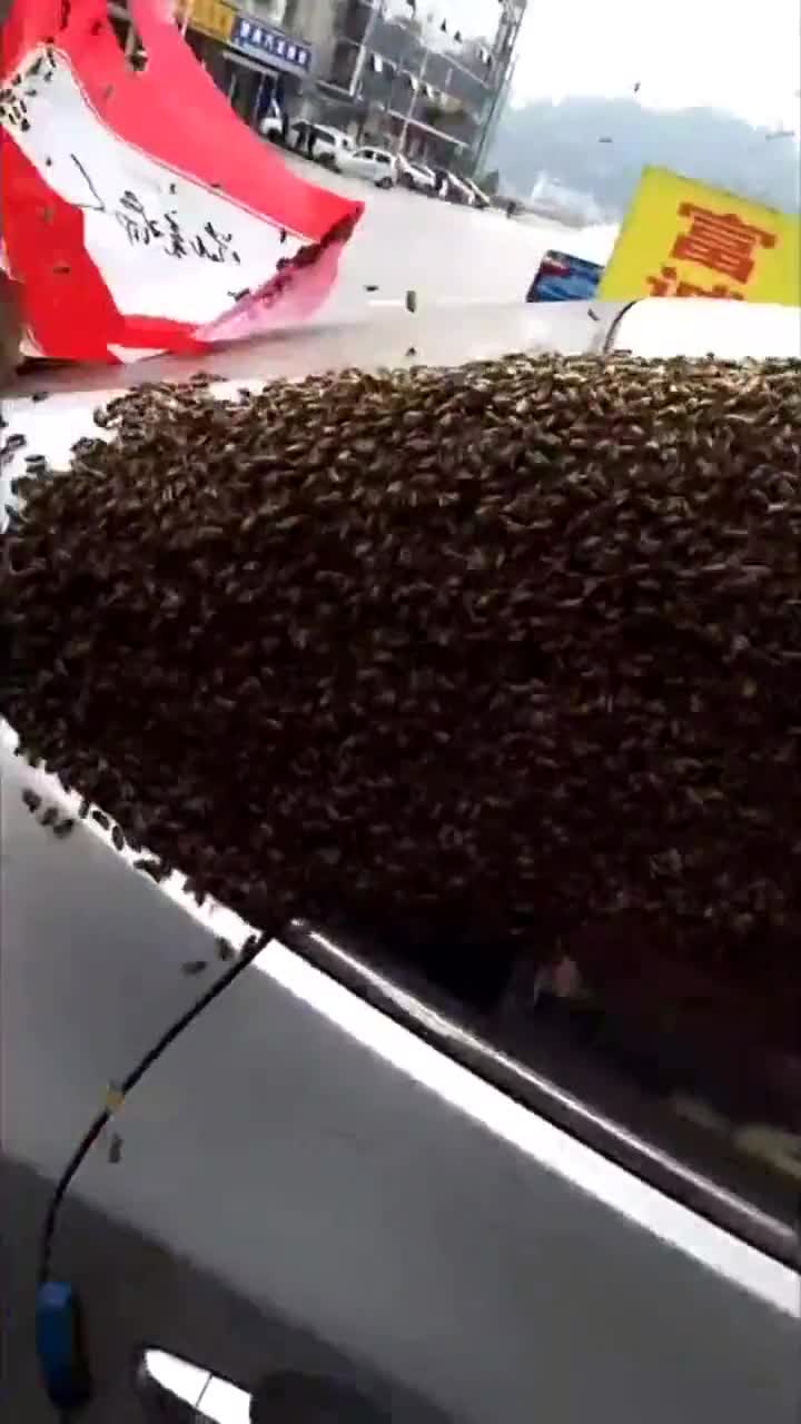 视频：蜂王率近万只蜜蜂包围私家车 车主哭笑不得