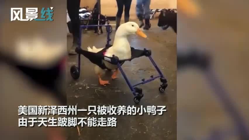 视频|跛脚小鸭子获得微型轮椅学会走路 开心的呱呱