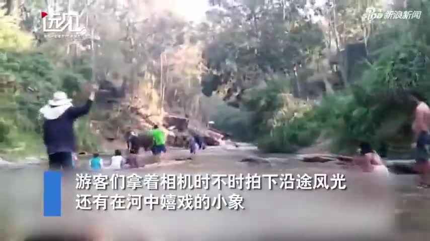 视频-游客乘竹筏河中赏景 泰国小象冲上来掀翻竹筏