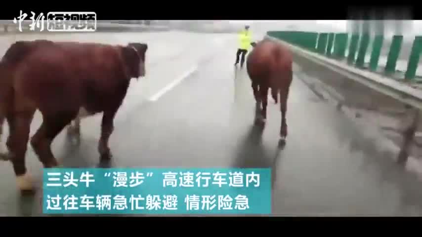 视频|三头牛奔上高速 交警化身“牧童”赶牛