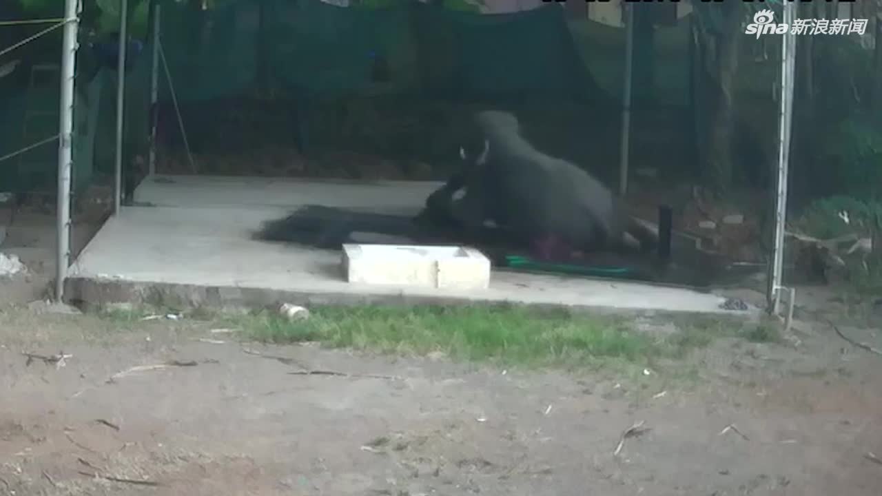 视频：男子帮大象洗澡不慎摔倒 结果被一屁股坐死