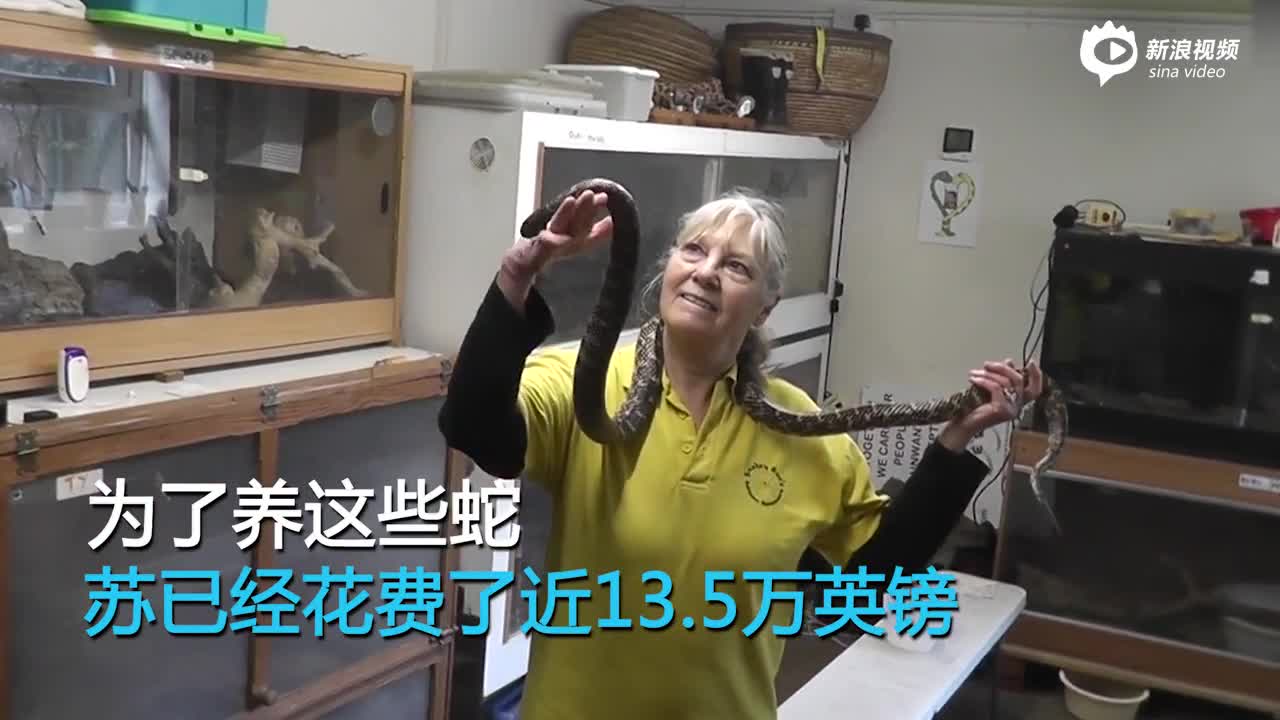 视频：七旬老太在家养500多条蛇 部分可分分钟置