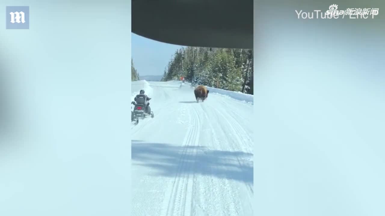 视频：惊心动魄！美黄石公园游客骑雪地摩托遭野牛攻