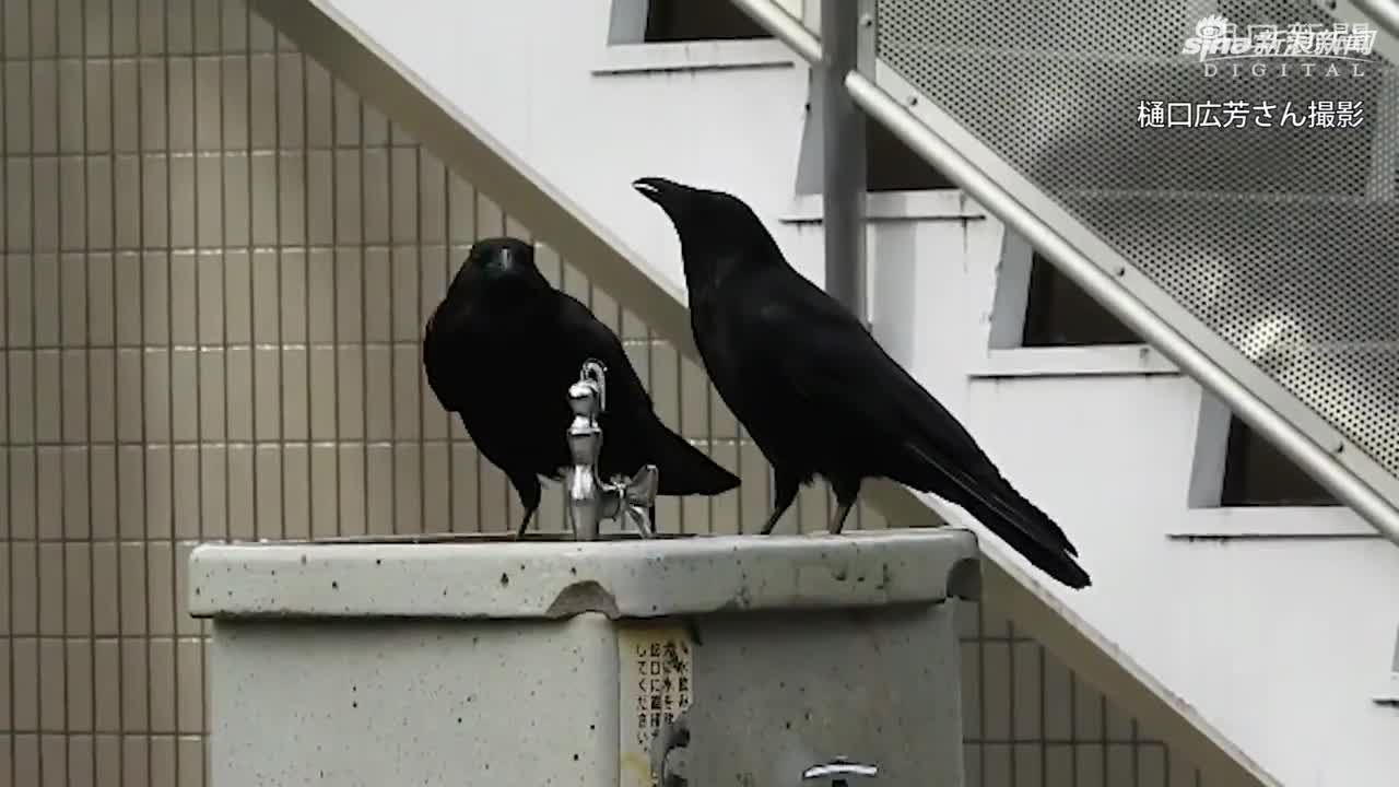 视频：成精了！日本天才乌鸦开水龙头喝水 还会调水