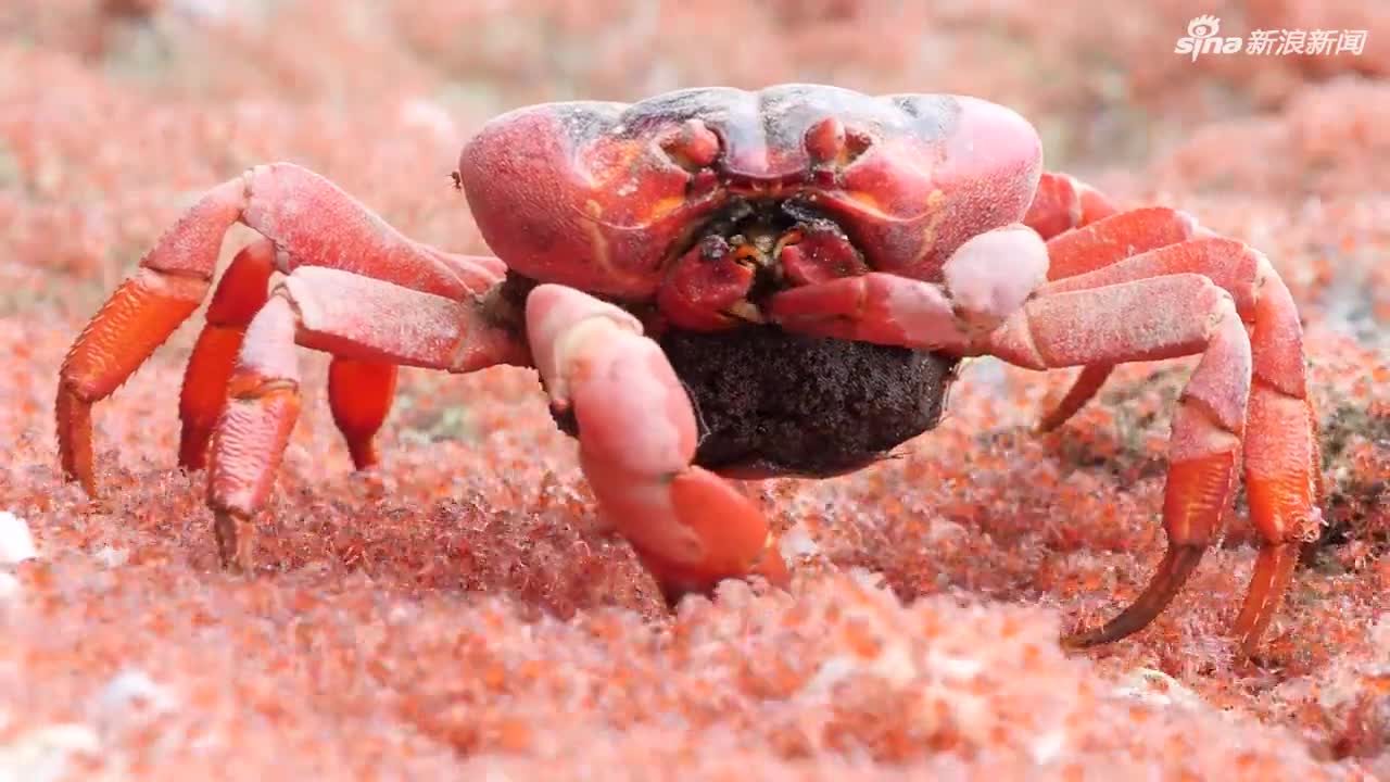 视频-螃蟹吃螃蟹 圣诞岛红蟹产卵途中狂吃红蟹宝宝