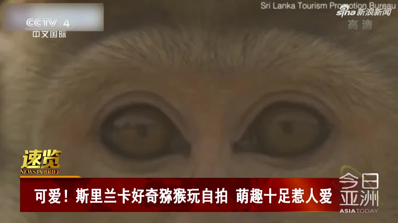 视频：可爱！斯里兰卡好奇猕猴玩自拍 萌趣十足惹人