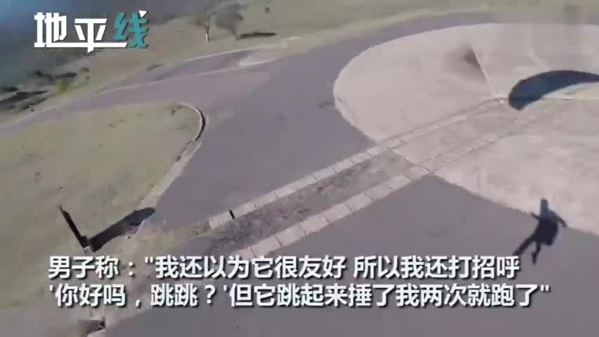 视频：男子跳伞降落见袋鼠跑来亲切打招呼 却被袋鼠