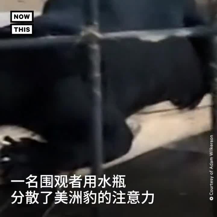视频：美国女子越过围栏与美洲豹自拍 被咬伤胳膊