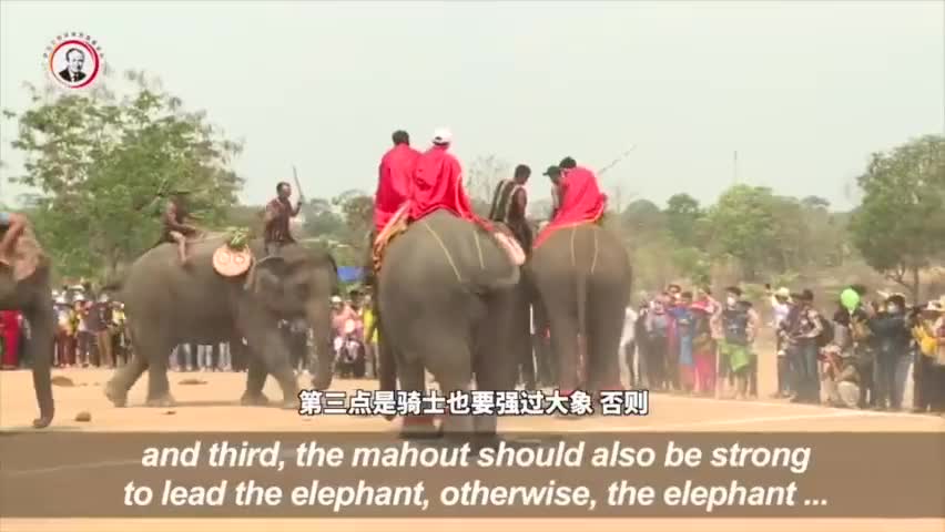 视频-越南举办特色大象运动会 骑象赛跑惹怒动物保