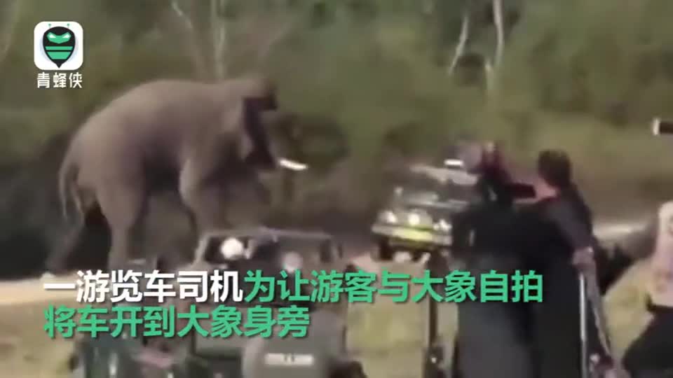 视频：大象被印度游客拍照激怒 脚踩引擎牙推车门