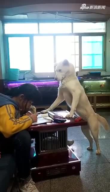 视频-父亲训练狗监督女儿写作业 网友：狗子为这个