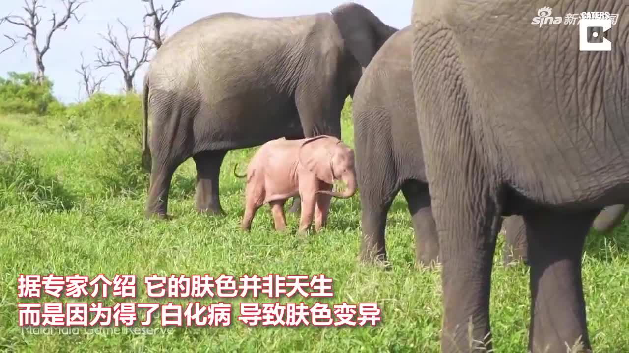视频-粉红色小象在非洲出现 太过显眼面临被猎杀风