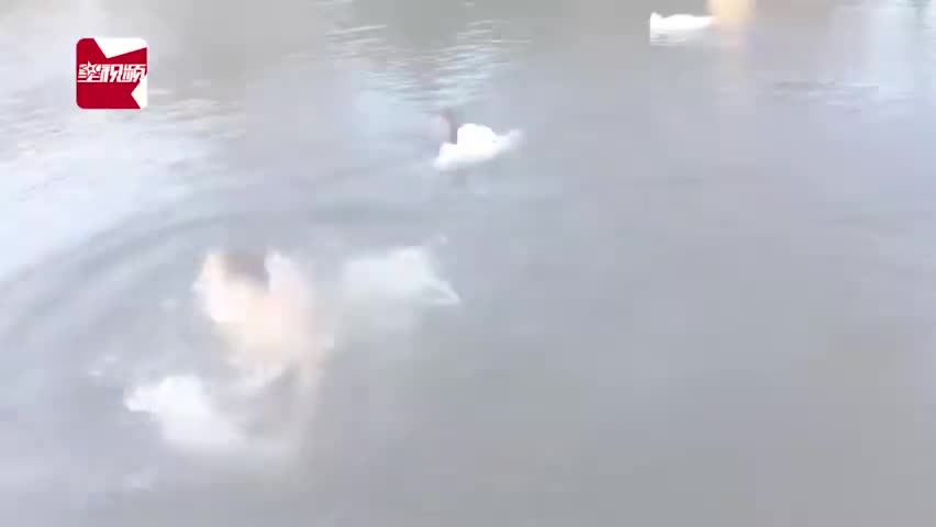 视频：男子游泳误闯天鹅领地 被天鹅一顿“暴揍”驱