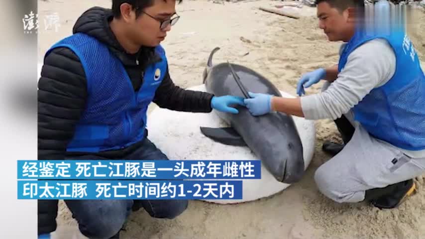 视频：深圳连续发现两头江豚尸体 尾鳍均受伤