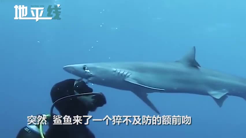 视频：鲨鱼张开血盆大口突袭潜水员 “亲”了下额头