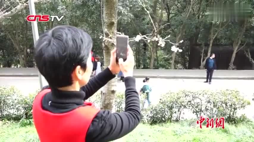 视频：武大制作“樱花雨”贴纸满足拍摄需求 避免摇