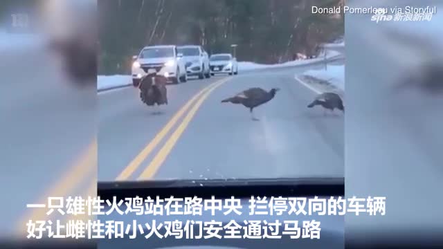 视频-雄火鸡路中央“当交警” 为雌火鸡群过马路保