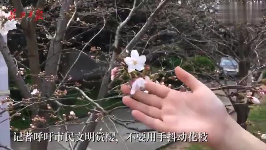 视频-住手吧！武大遇“樱花劫” 游客爬树折花枝
