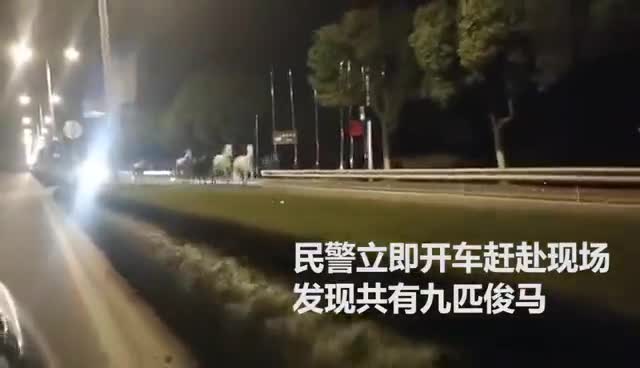 实拍：上海街头凌晨上演“九骏图” 九匹名贵赛马“