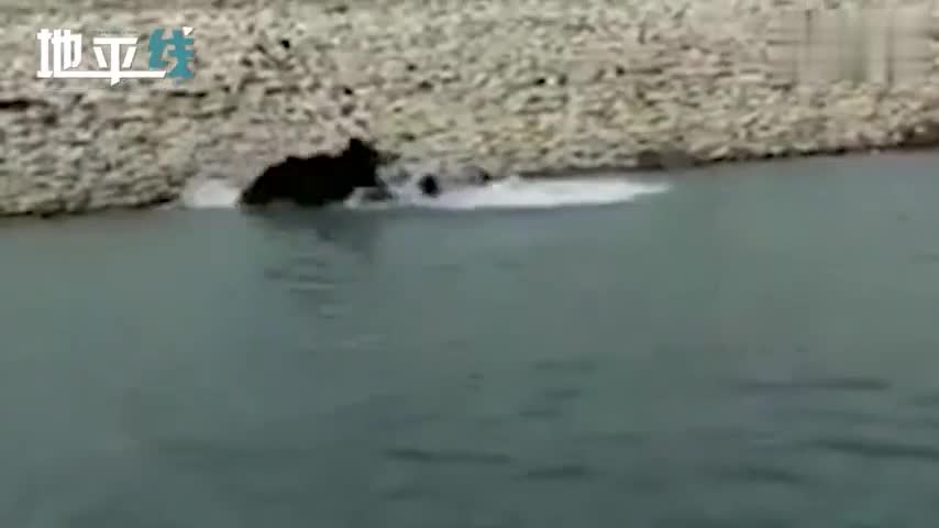 视频-警察在救援行动中被黑熊袭击 众人尖叫各处逃