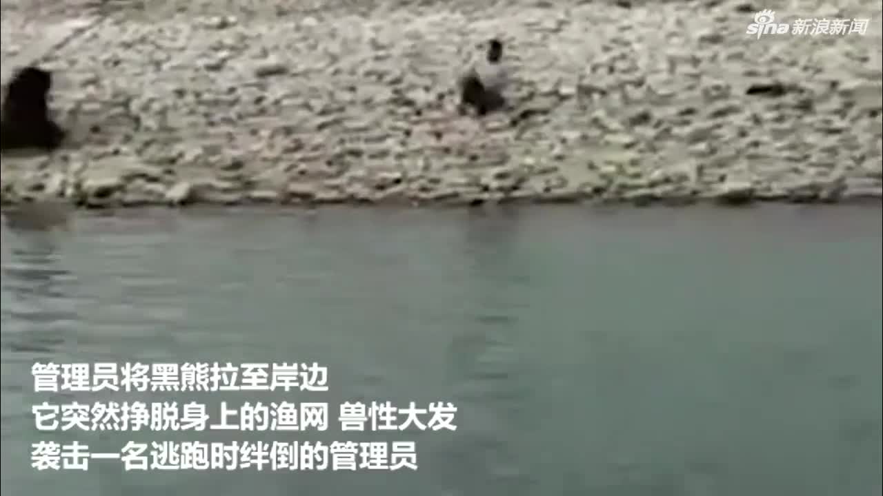 视频：恩将仇报！黑熊获救上岸后兽性大发 追赶袭击