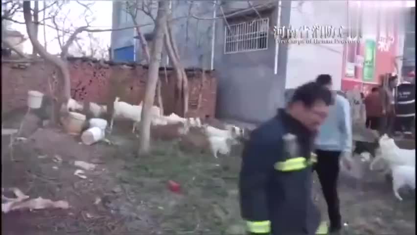 视频：画风有点萌！火海中消防员抱出40只小肥羊