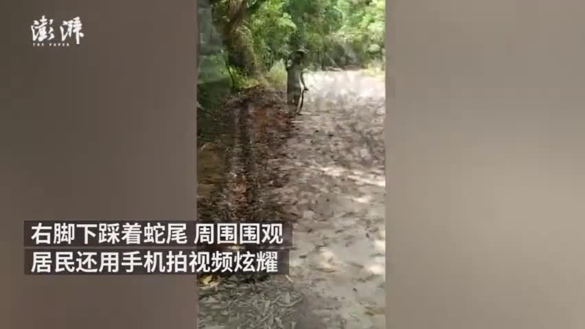 视频-男子徒手抓蛇被咬当场身亡：抓的眼镜王蛇