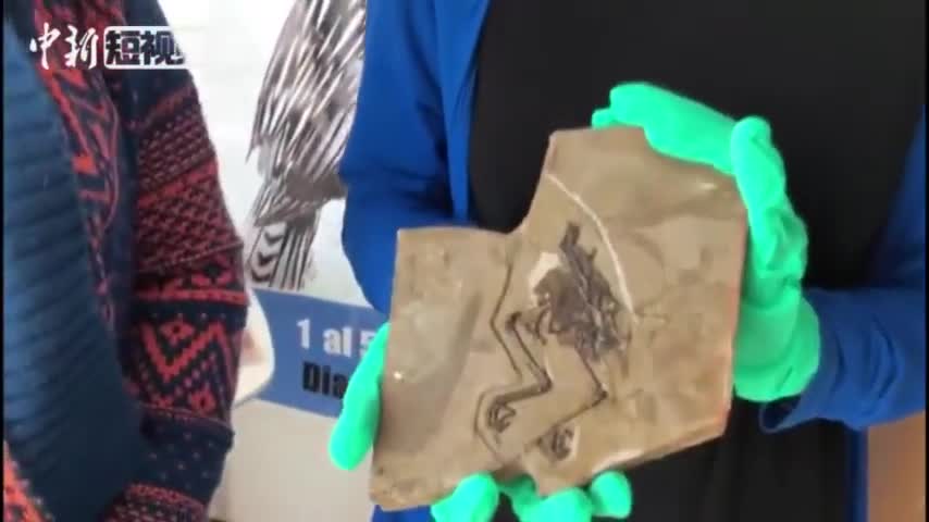 视频：中国发现世界首例体内保存蛋壳鸟类化石 距今