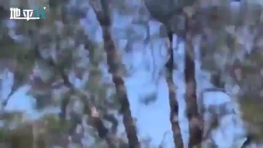 视频：2只巨蜥在丛林里拼死搏杀 考拉站树上看热闹
