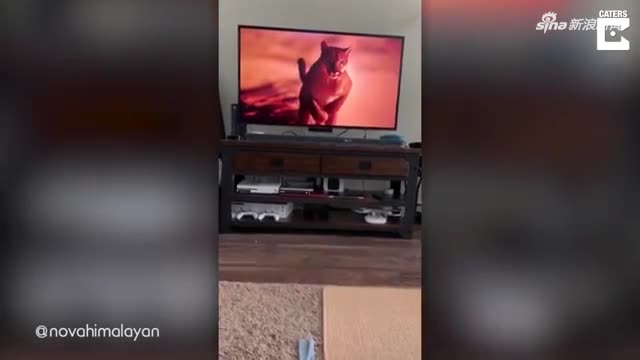 视频-电视广告出现美洲狮 小猫吓得拔腿就跑