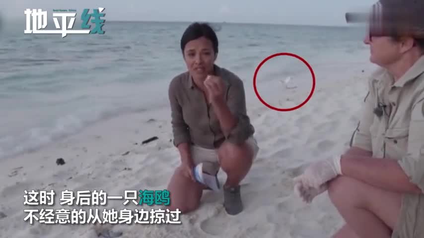 视频：主持人正介绍刚出生小乌龟 海鸥突然掠过将其