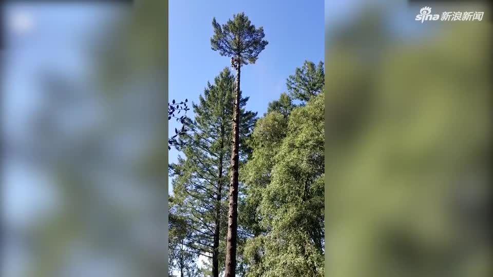 视频-场面惊险！伐木工差点被30多米大树甩飞