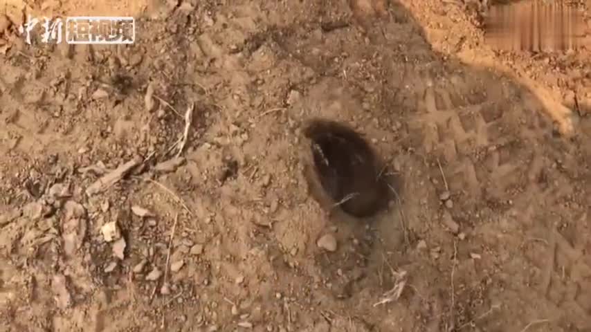 视频：山西沁源火场中的“幸运儿” 最萌小鼹鼠获救