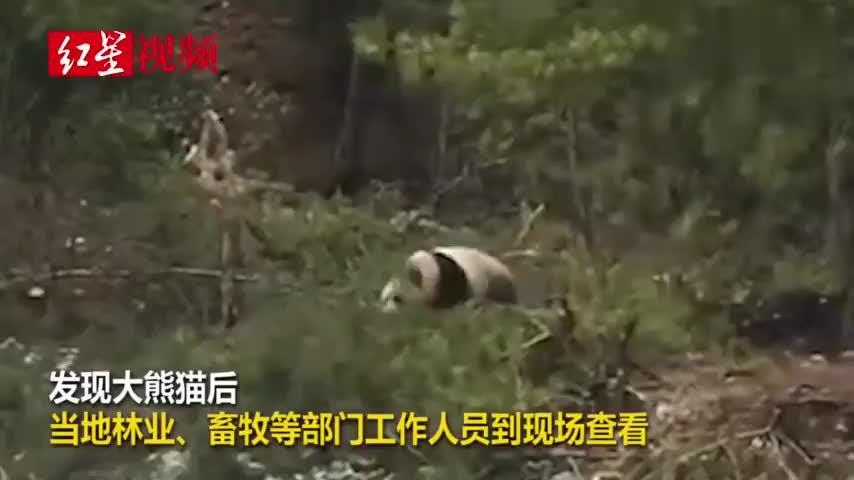 视频-大熊猫进村“巡视” 村民拍照发朋友圈