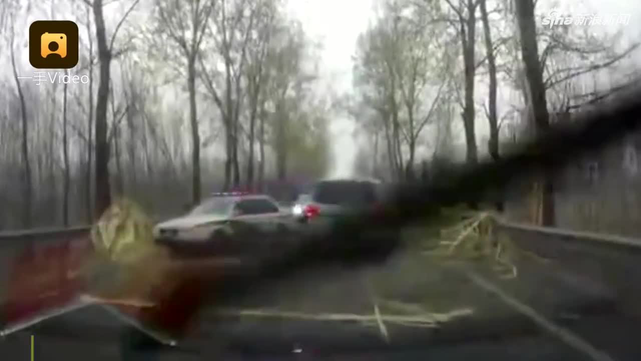 视频：雷电瞬间将大树劈成两半 行程记录仪拍下惊魂