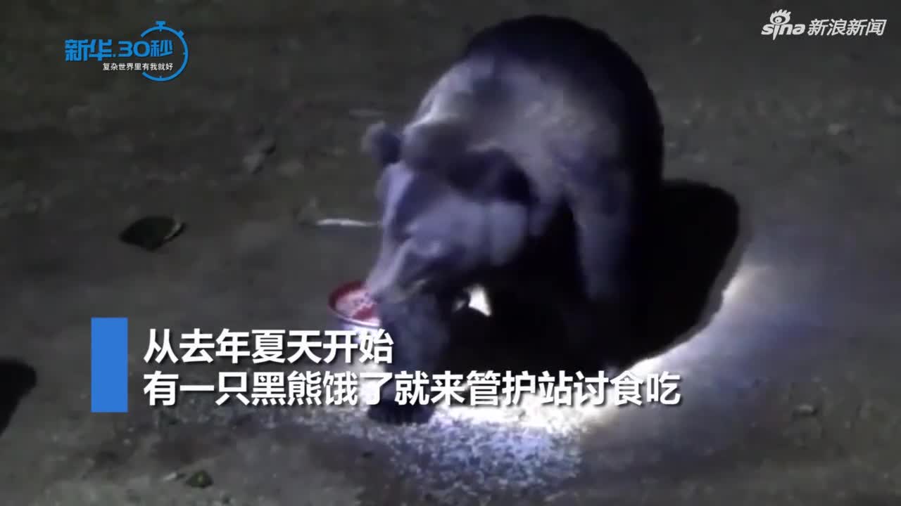 视频-400斤野黑熊每天下山讨食 林区管护员笑称