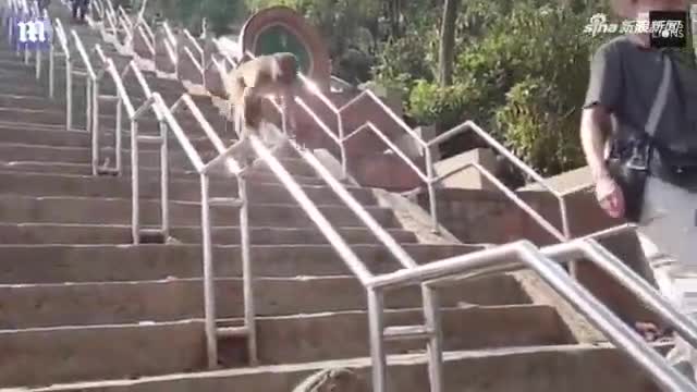 视频：机智！尼泊尔猴子手脚并用 滑栏杆下楼梯