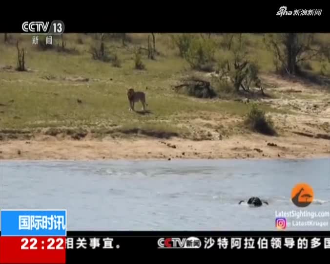 视频：水牛被狮群追击又遭鳄鱼攻击 最终同伴赶到救