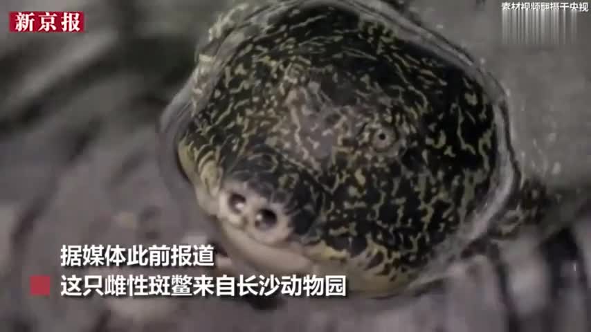 视频：中国唯一一只雌性斑鳖人工授精后去世 全球斑