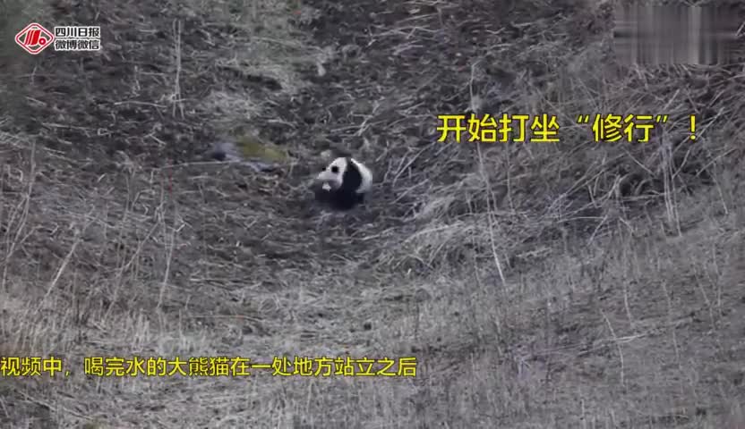 视频-四川黄龙发现“佛性”野生大熊猫 打坐“修行