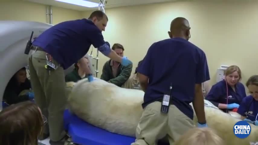 视频-怎么给成年北极熊做体检？数十名兽医忙不停