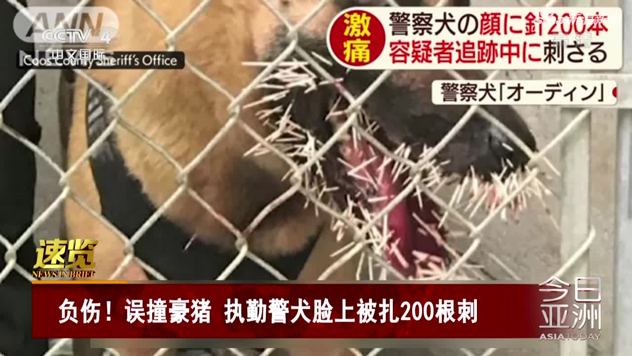 视频：警犬追捕嫌犯误撞豪猪 脸上被扎200根刺
