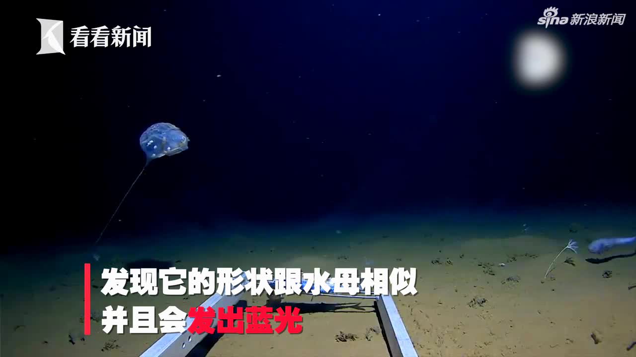 视频｜科学家在印度洋7千米发现怪物 形似伞兵还发